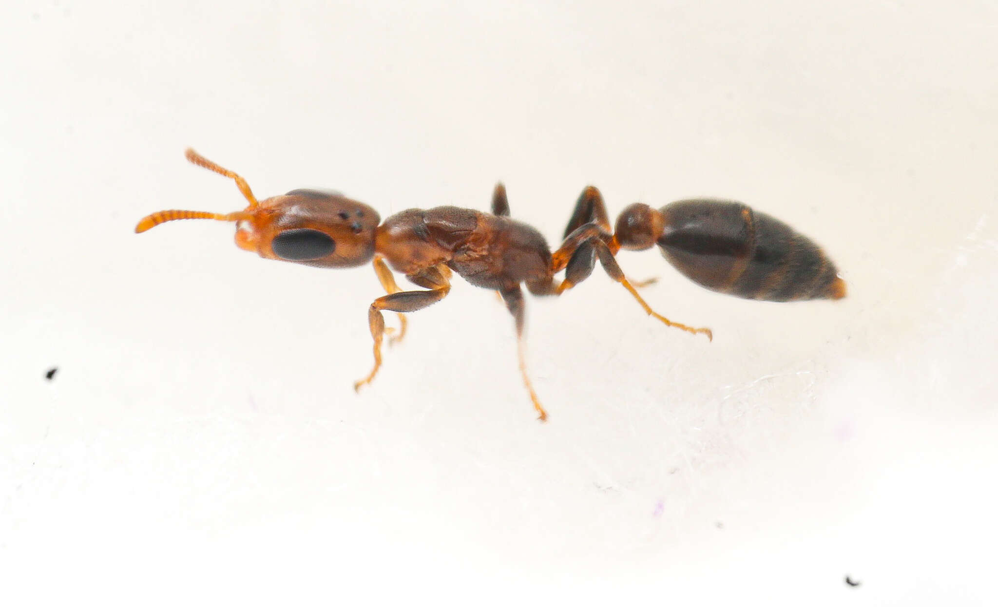 Image of Pseudomyrmex eduardi (Forel 1912)