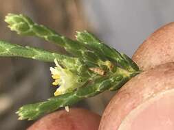 Image of Diosma ramosissima Bartl. & Wendl. fil.