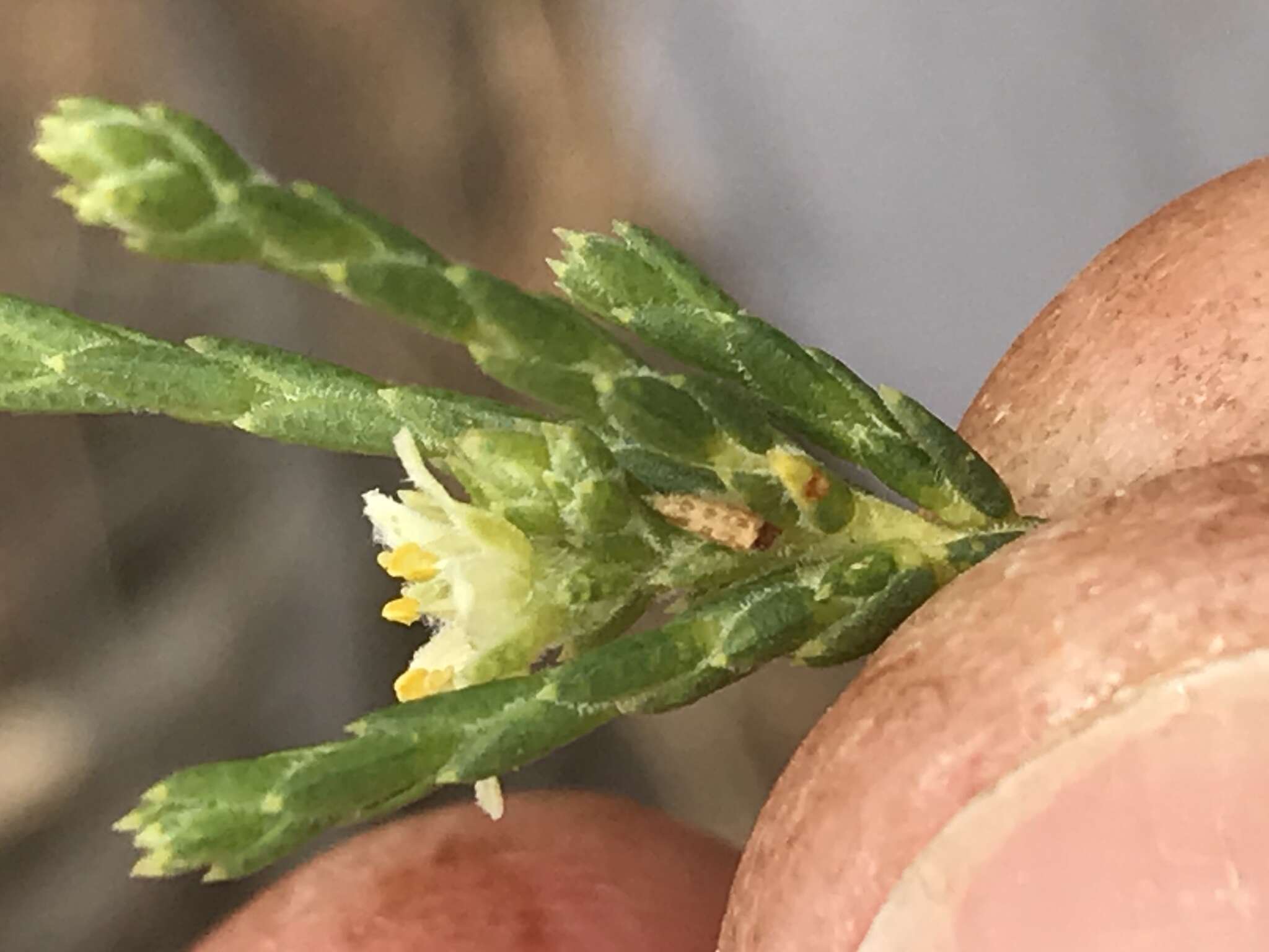 Image of Diosma ramosissima Bartl. & Wendl. fil.