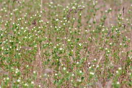 Image of American Deerweed