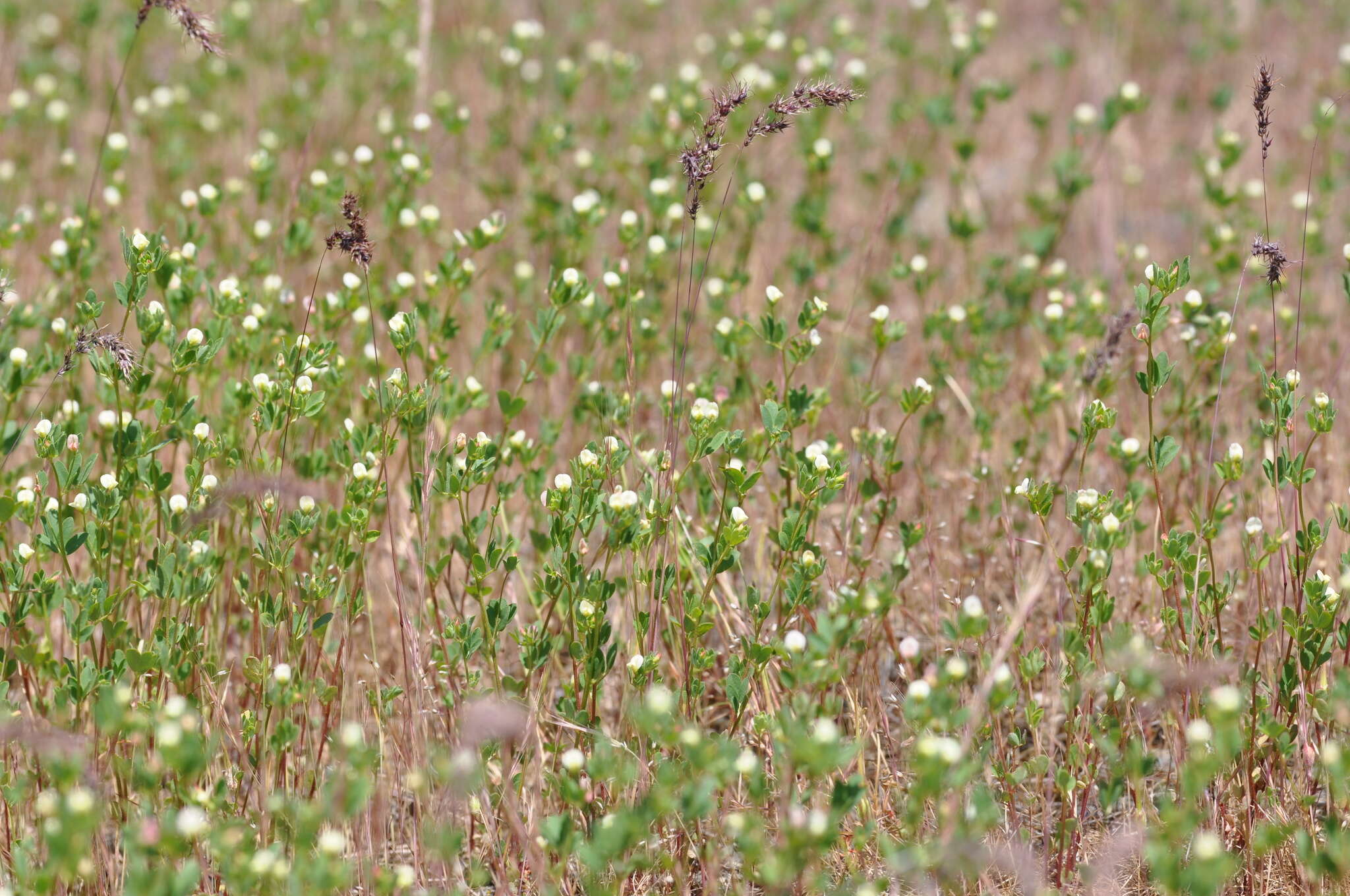 Image of American Deerweed