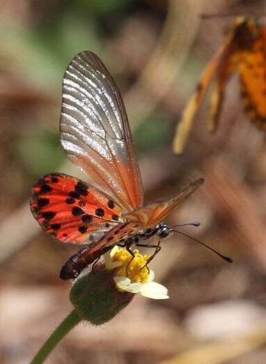 Acraea ranavalona Boisduval 1833的圖片