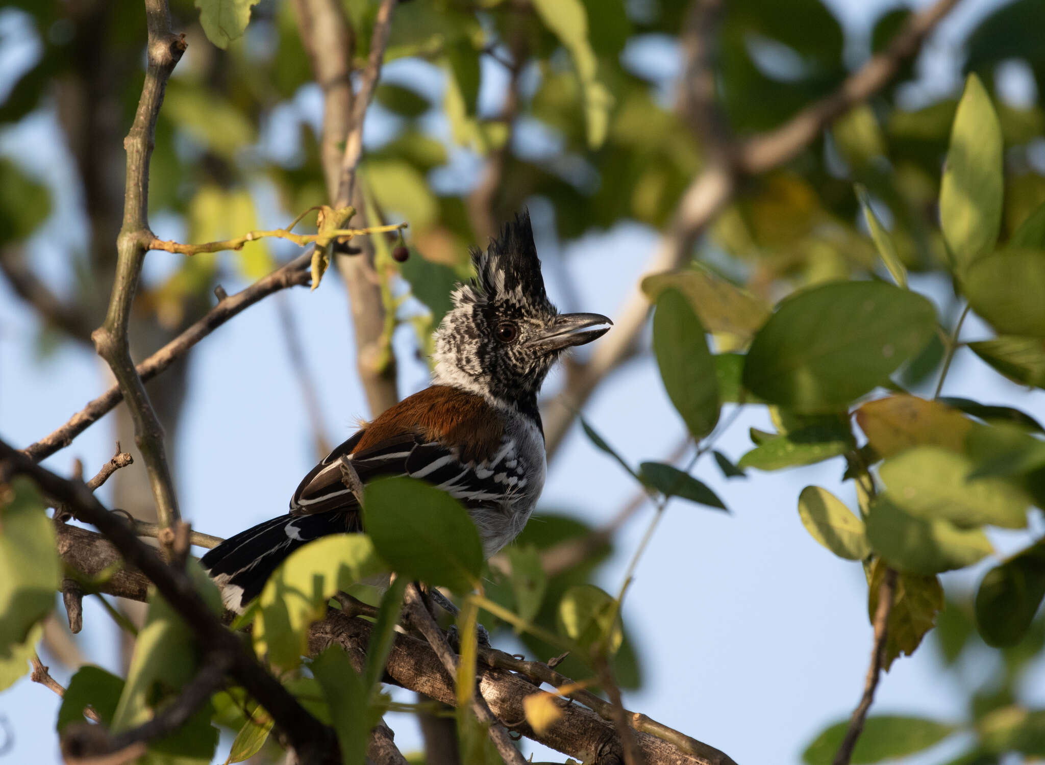 Image of Black-crested Antshrike