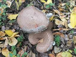 صورة Agaricus bohusii Bon 1983