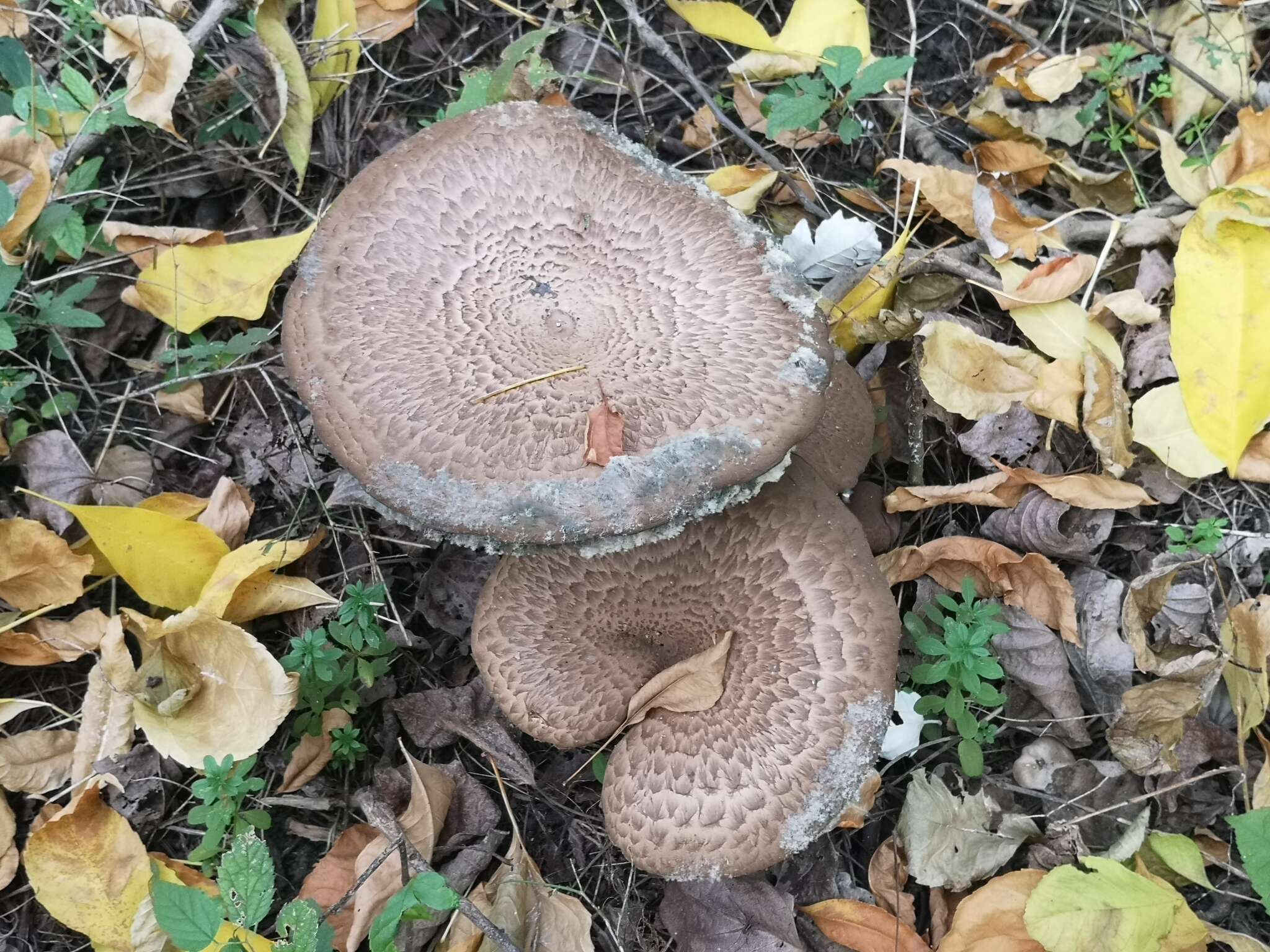 صورة Agaricus bohusii Bon 1983