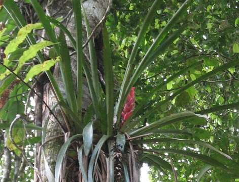 Aechmea vallerandii (Carrière) Erhardt, Götz & Seybold的圖片