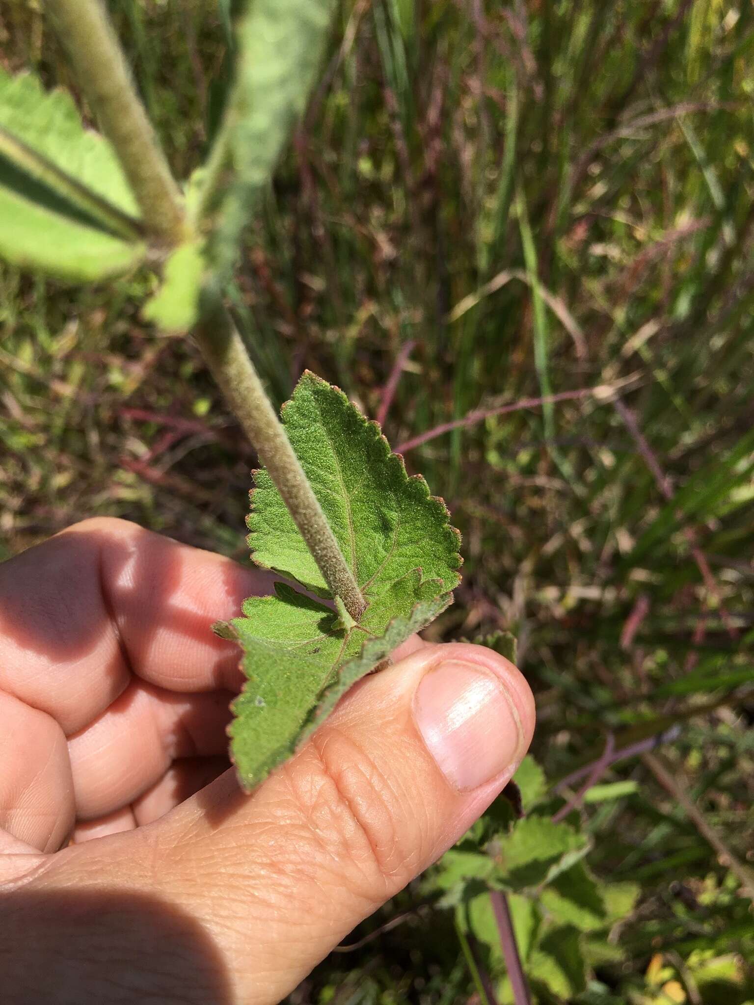 <i>Eupatorium <i>rotundifolium</i></i> var. rotundifolium的圖片