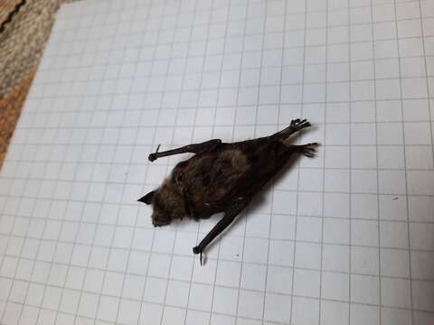 Image of Northern Bat