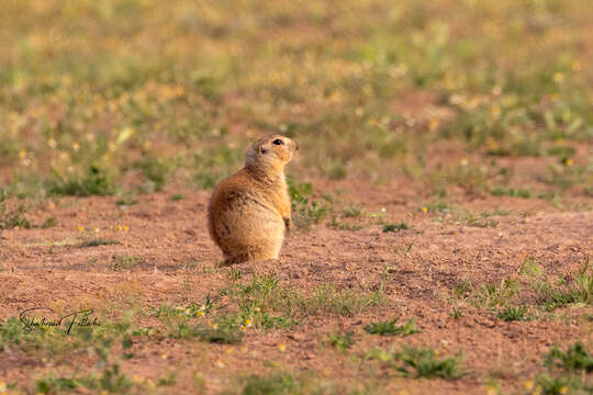 Spermophilus fulvus (Lichtenstein 1823) resmi