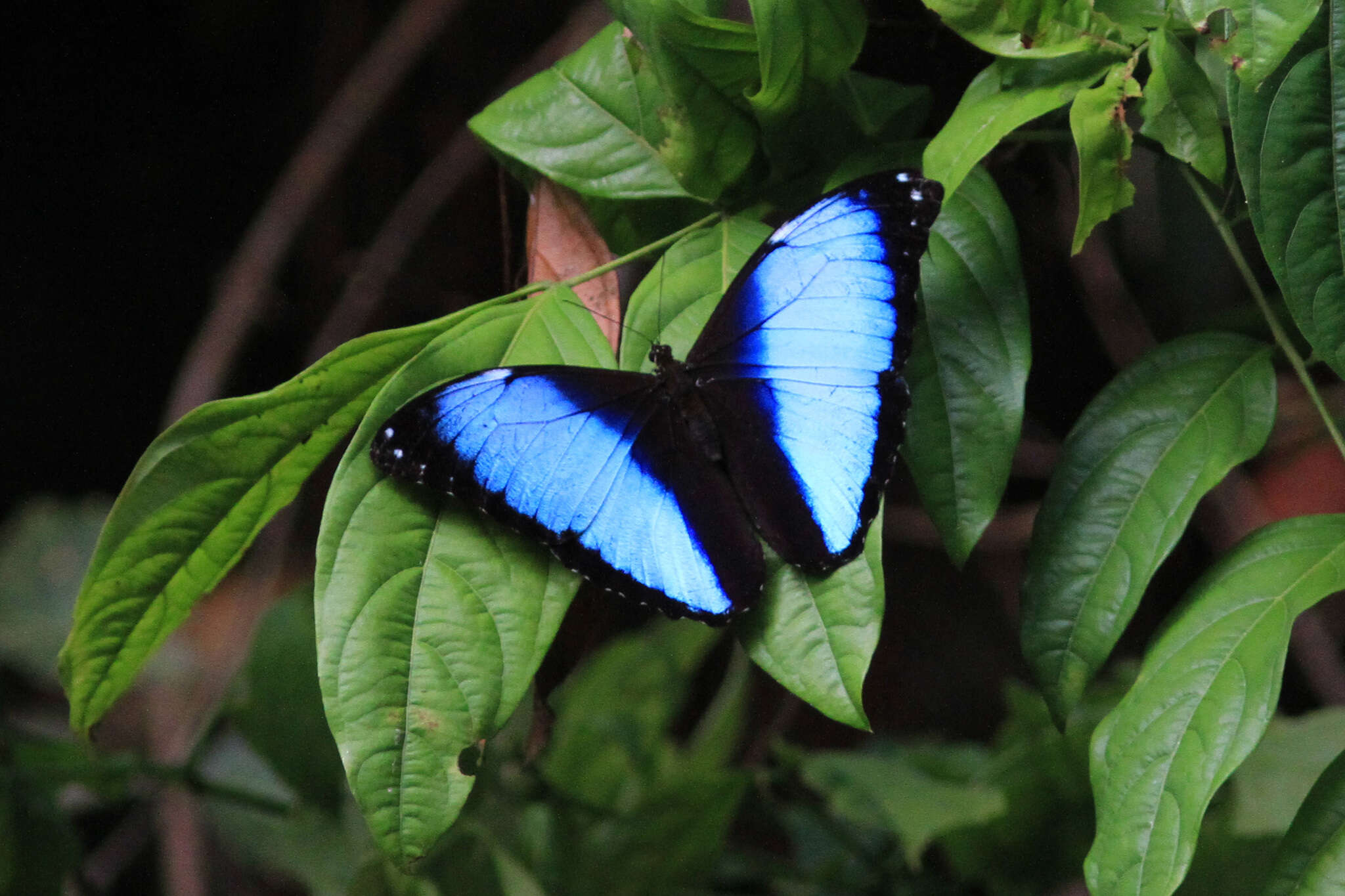 Image of Morpho deidamia Hübner 1816