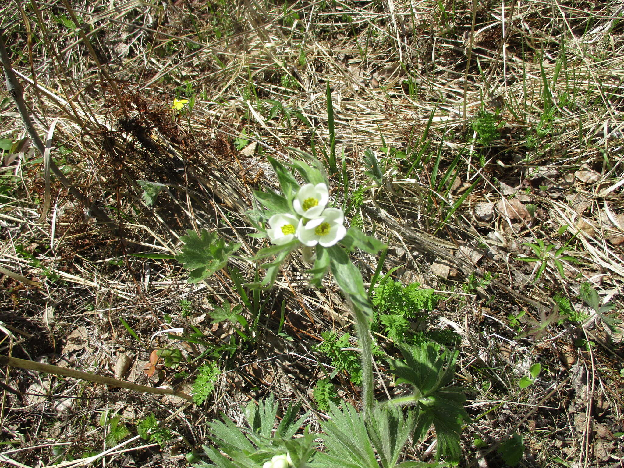 Imagem de Anemonastrum narcissiflorum subsp. crinitum (Juz.) Raus