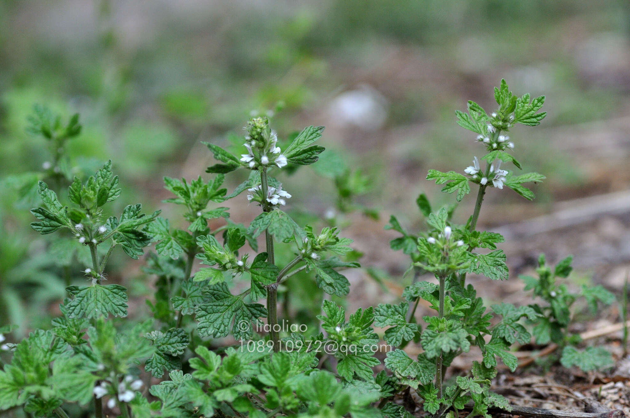 Plancia ëd Lagopsis supina (Stephan ex Willd.) Ikonn.-Gal.