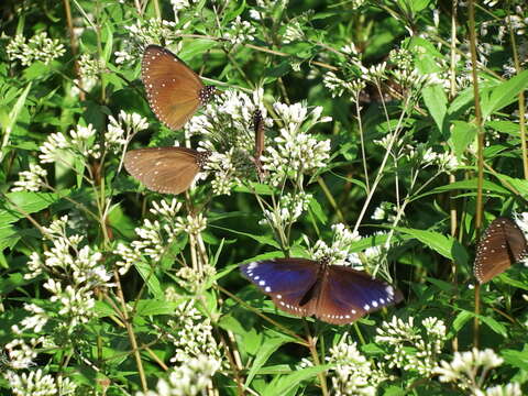 Image of Euploea tulliolus koxinga Fruhstorfer 1908