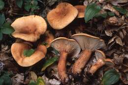 Image of Lactarius rubrocinctus Fr. 1863