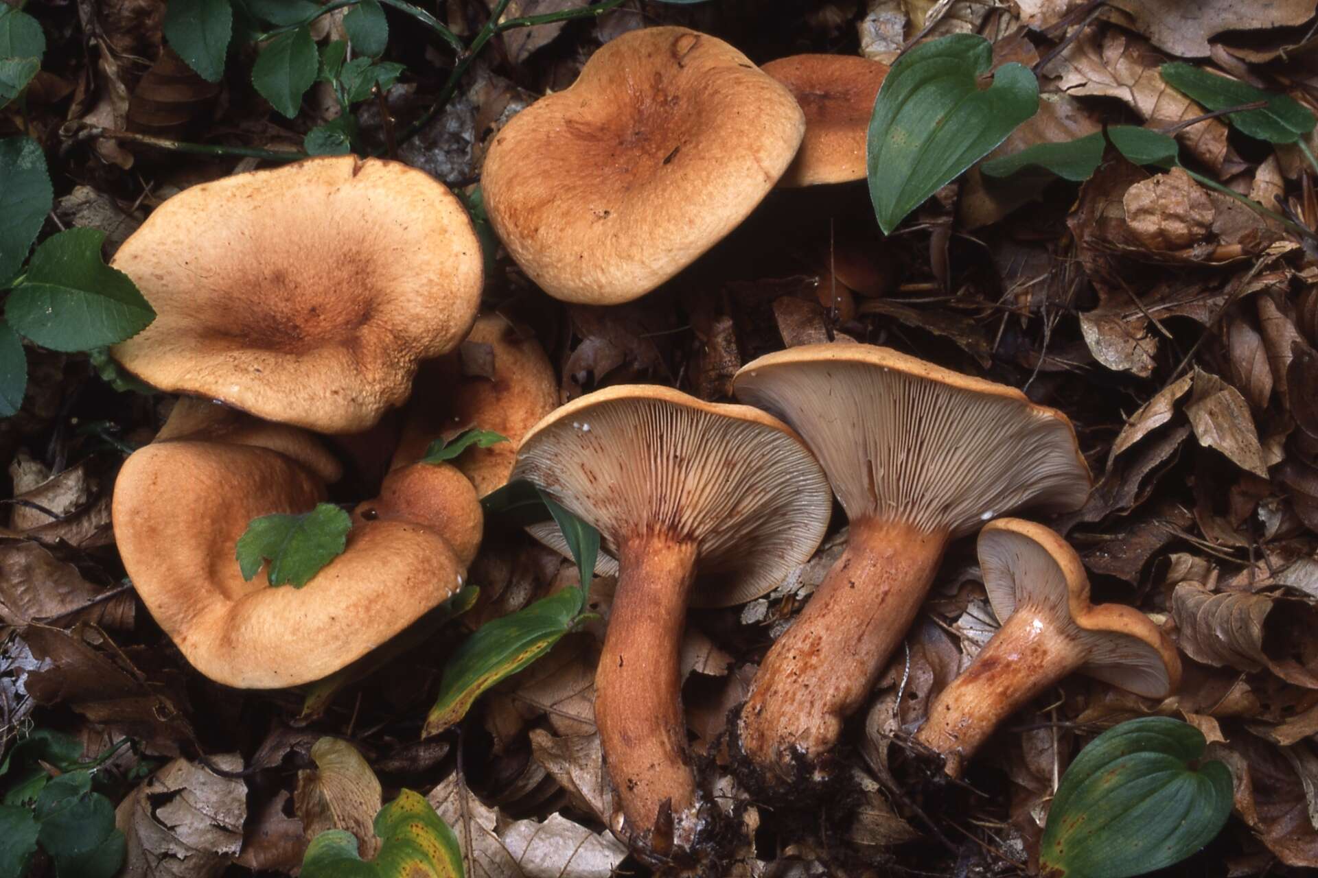 Image of Lactarius rubrocinctus Fr. 1863