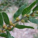 Image of Acacia tristis