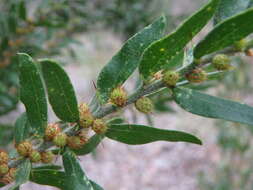 Image of Acacia tristis