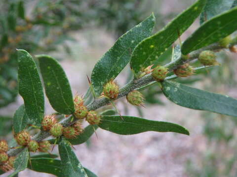 Слика од Acacia tristis