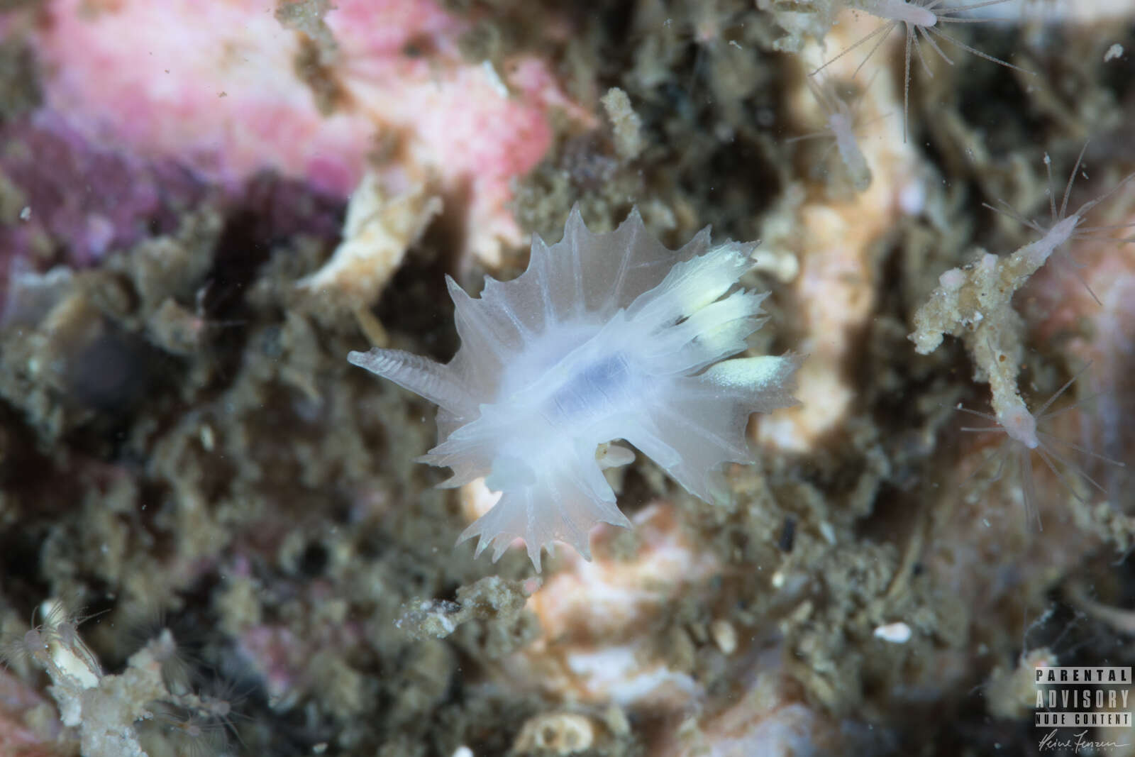 Image of Lophodoris danielsseni (Friele & Hansen 1876)