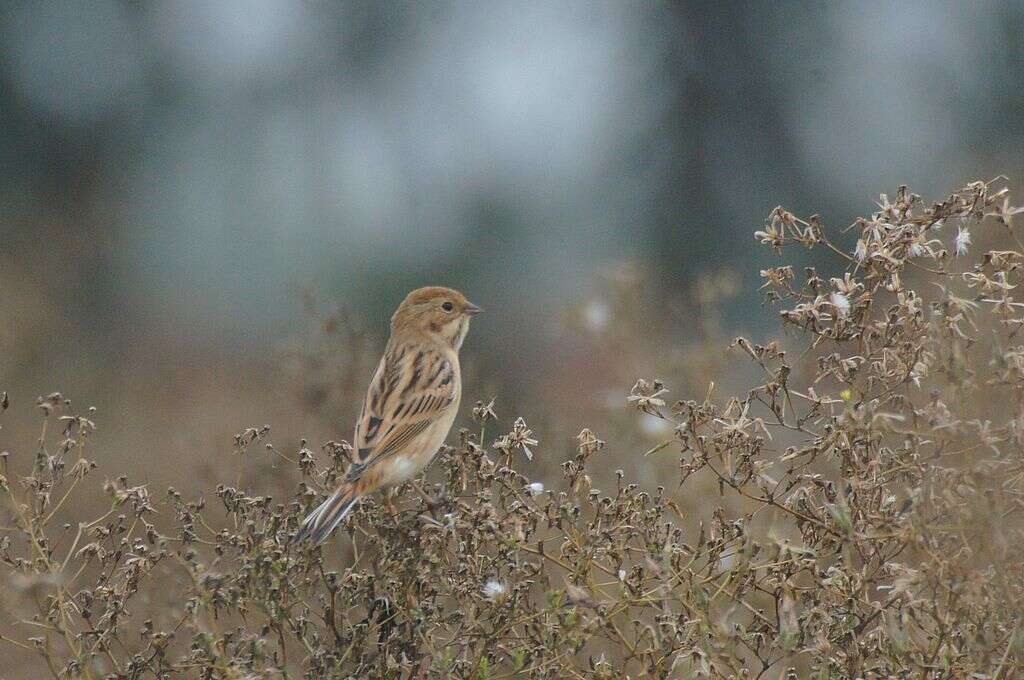 Image of Pallas's Bunting
