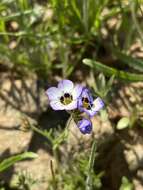 Image of bird's-eye gilia