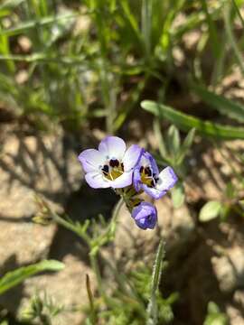 Image of bird's-eye gilia