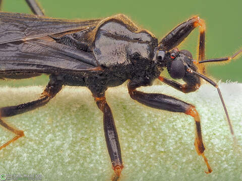 Image of Masked Hunter