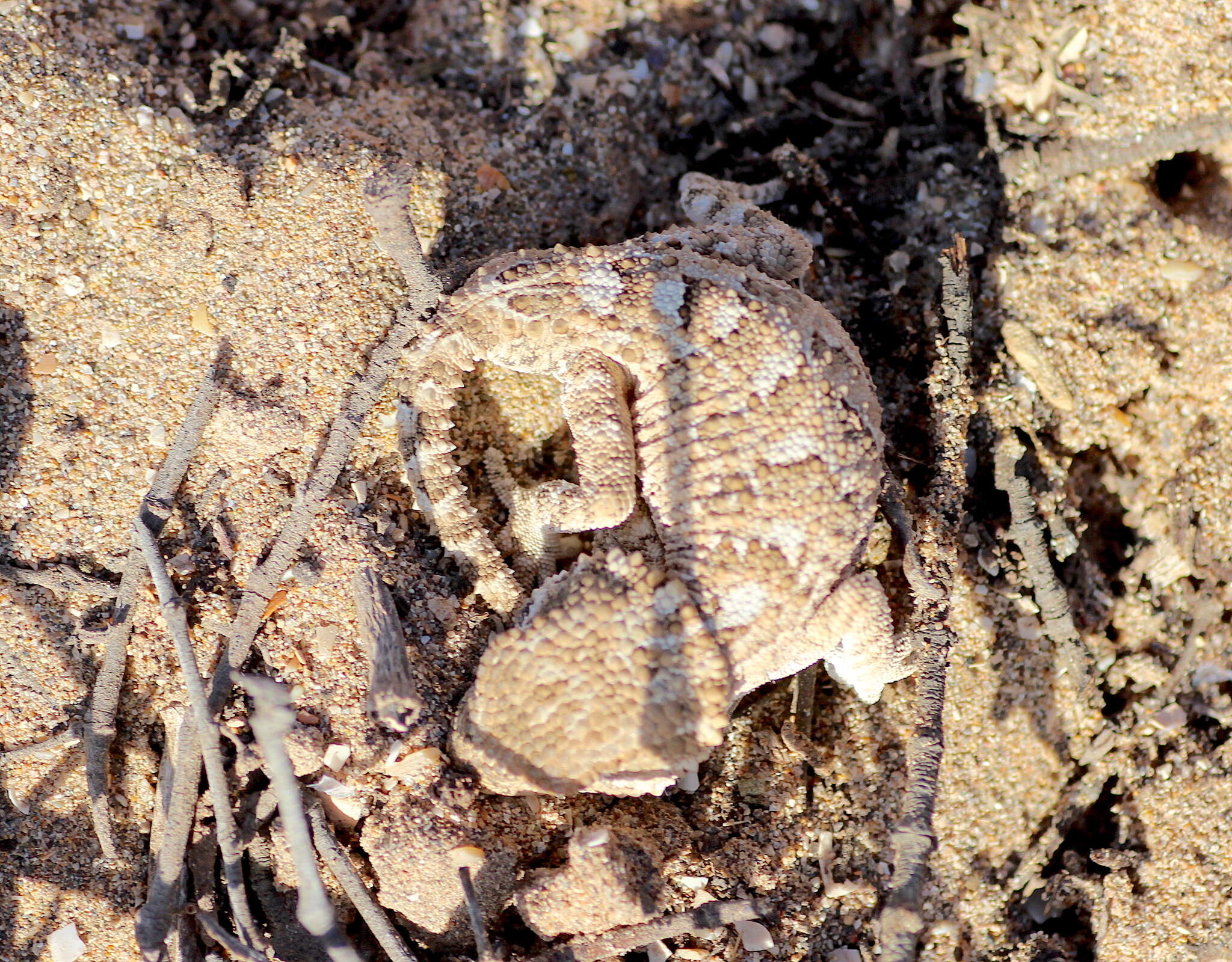 Image of Helmeted gecko