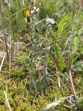 Image of twisted draba