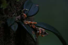 Imagem de Bulbophyllum schillerianum Rchb. fil.