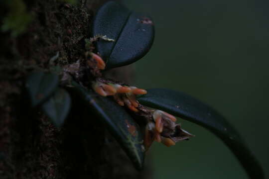 Image of Red rope orchid