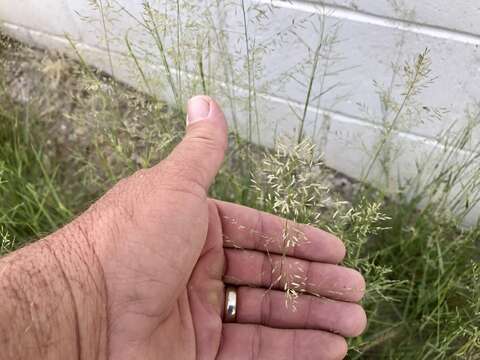 Image de Eragrostis lehmanniana Nees