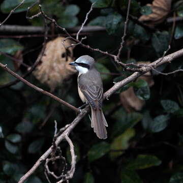 Lanius cristatus lucionensis Linnaeus 1766 resmi