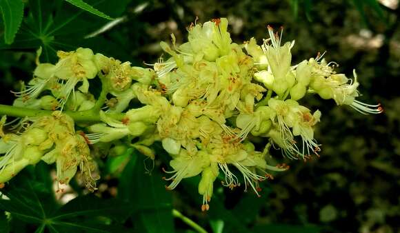 صورة Aesculus glabra var. arguta (Raf.) B. L. Robins.