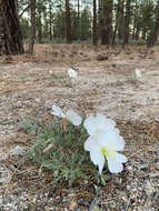 Image of California evening primrose