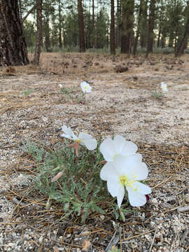 Image de Oenothera avita subsp. avita