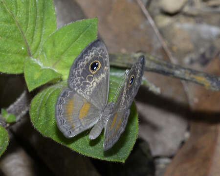 Perophthalma tullius Fabricius 1787 resmi