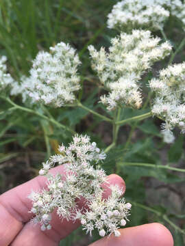 Image of lateflowering thoroughwort