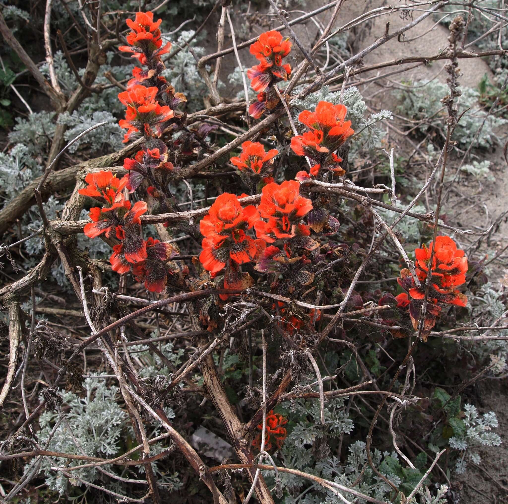 Image of Monterey Indian paintbrush