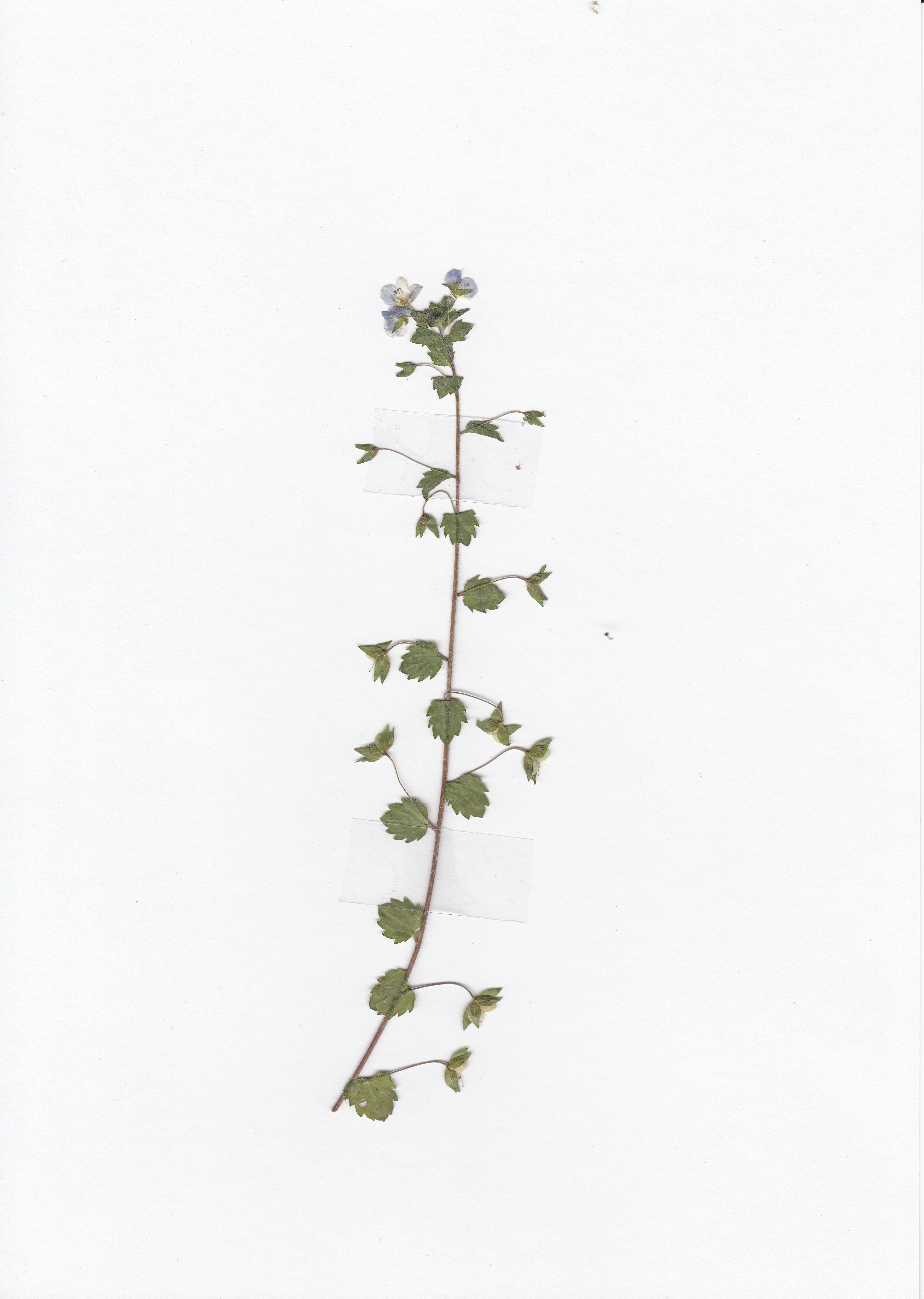 Veronica officinalis (rights holder: Azchael)