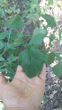 Image of Lapsana communis subsp. intermedia (M. Bieb.) Hayek