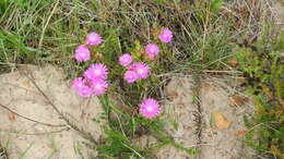 Image of Lampranthus lavisii (L. Bol.) L. Bol.