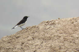 Oenanthe albonigra (Hume 1872) resmi