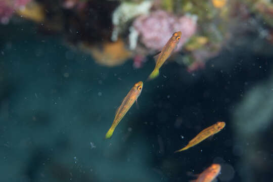 Image of Cave dwarfgoby