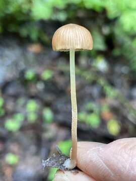 Image of Psathyrella prona (Fr.) Gillet 1878