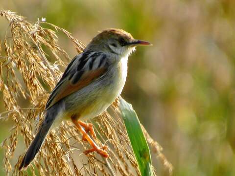 Слика од Cisticola galactotes (Temminck 1821)