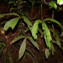 Image of Anthurium thrinax Madison