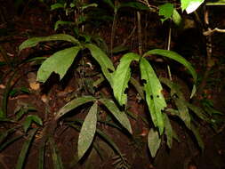 Image of Anthurium thrinax Madison