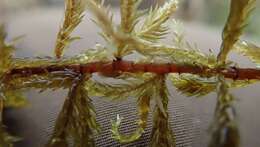 Image of Brown-stemmed Bog Moss