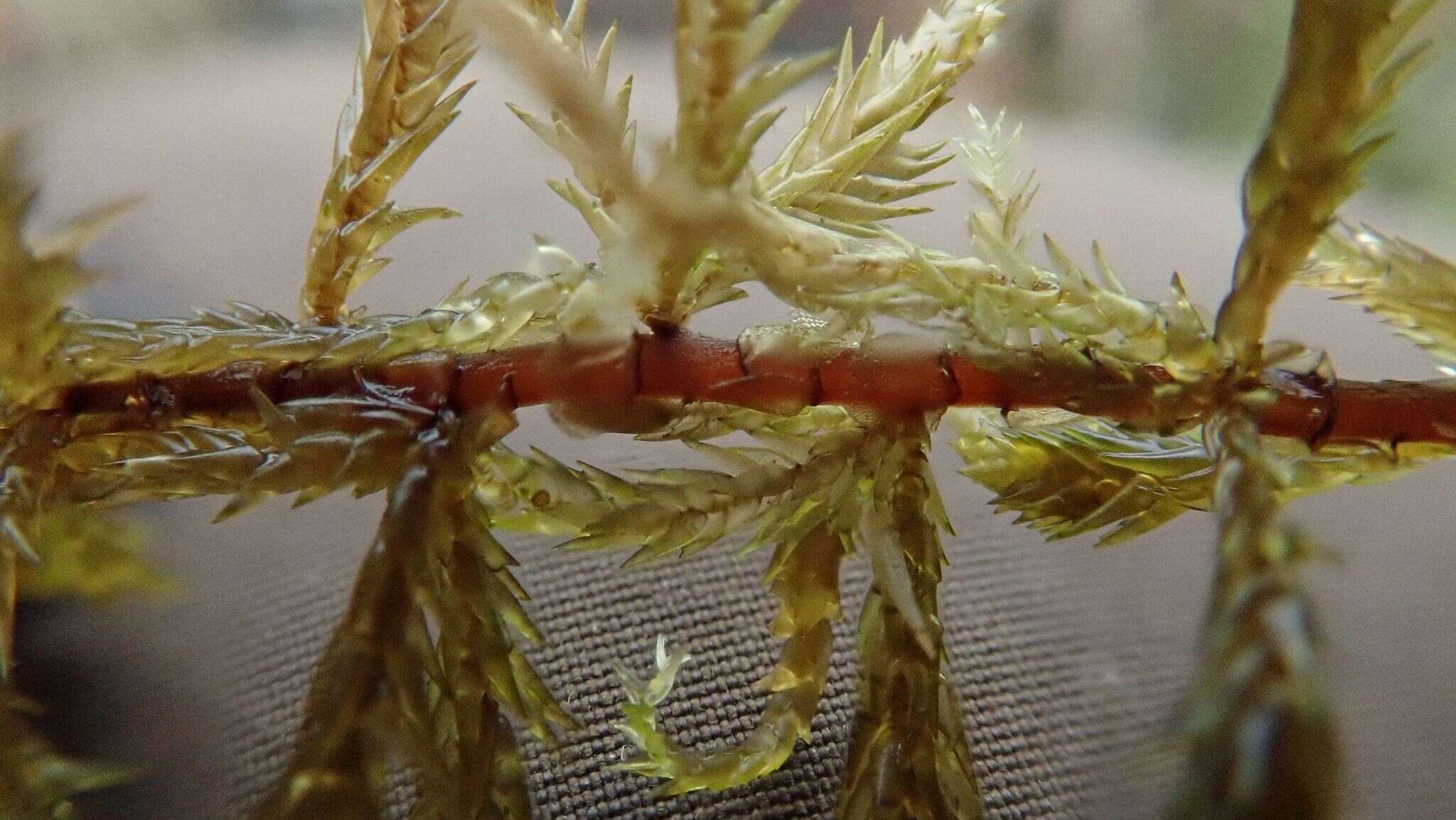 Image of Brown-stemmed Bog Moss